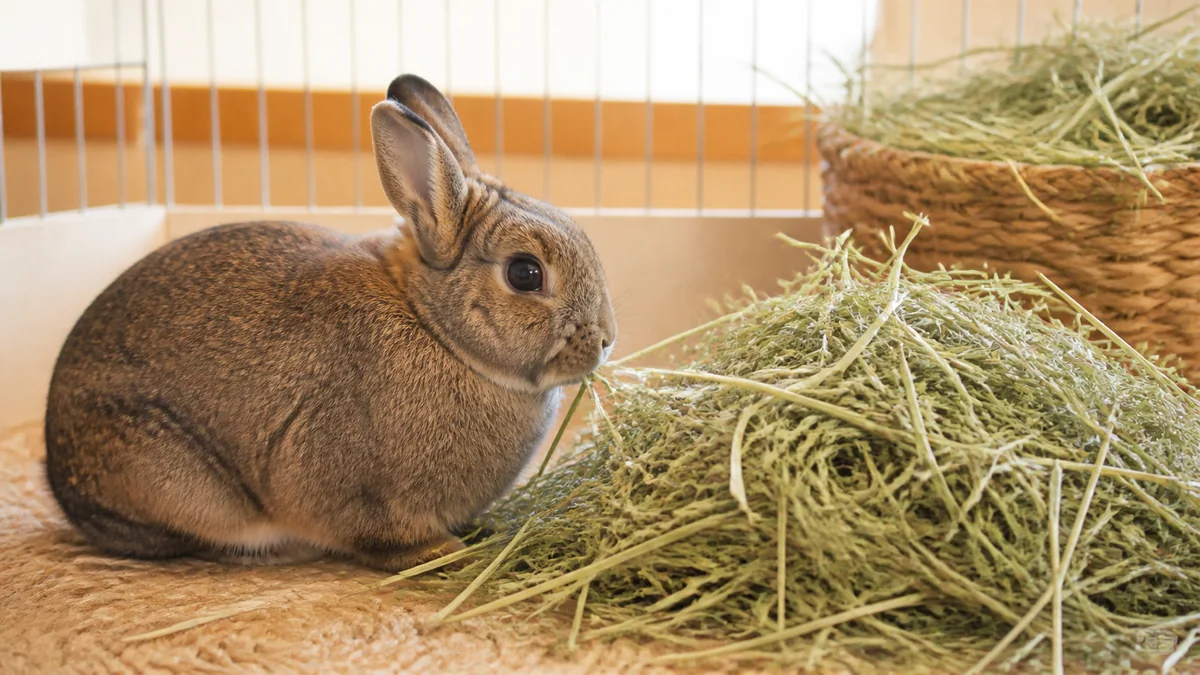 Lapin nain en train de manger du foin de Timothy