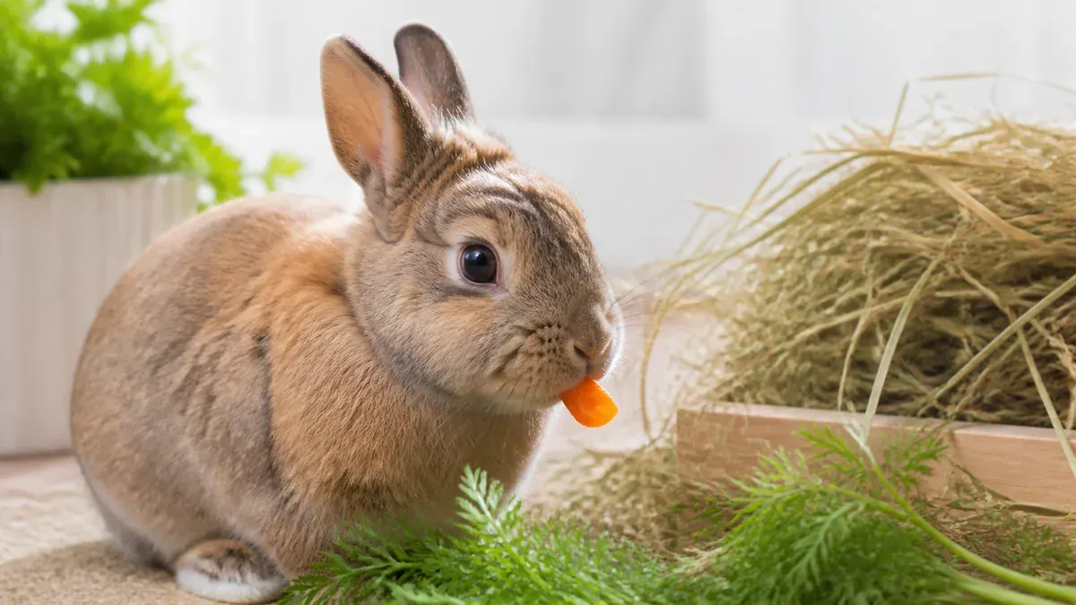 Lapin nain grignotant un morceau de carotte orange