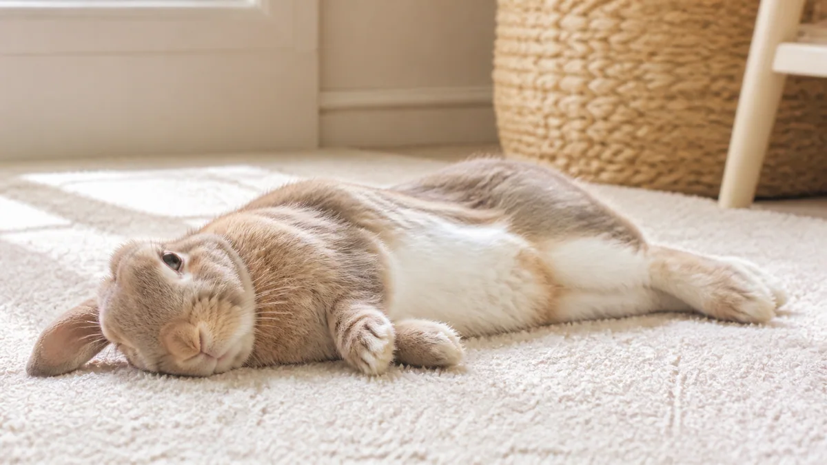Lapin allongé sur le flanc, pattes étendues, dans une posture de détente totale appelée flop